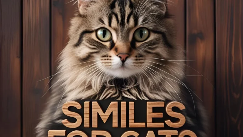 similes for cats