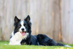 Read more about the article Border Collie IQ: A Deep Dive into Border Collie Intelligence