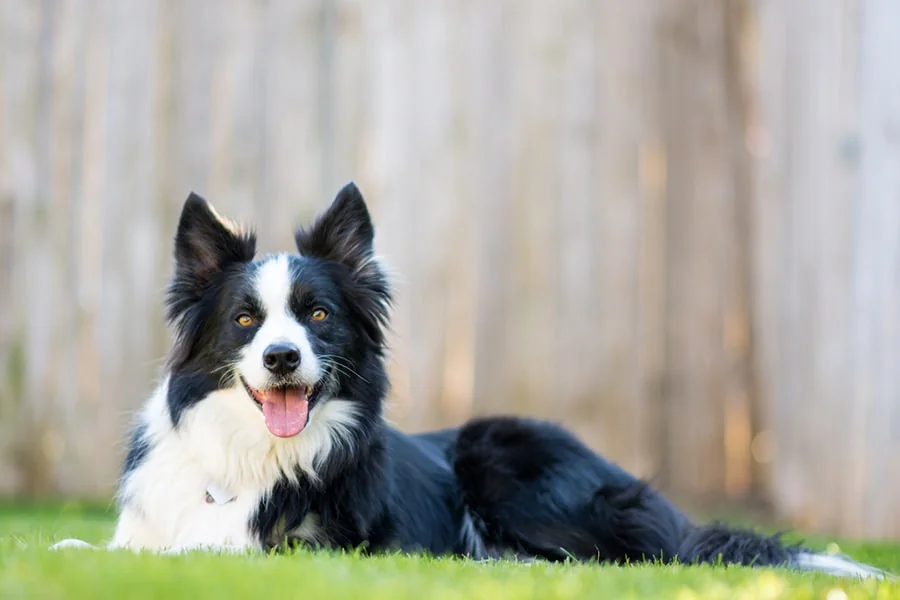 You are currently viewing Border Collie IQ: A Deep Dive into Border Collie Intelligence