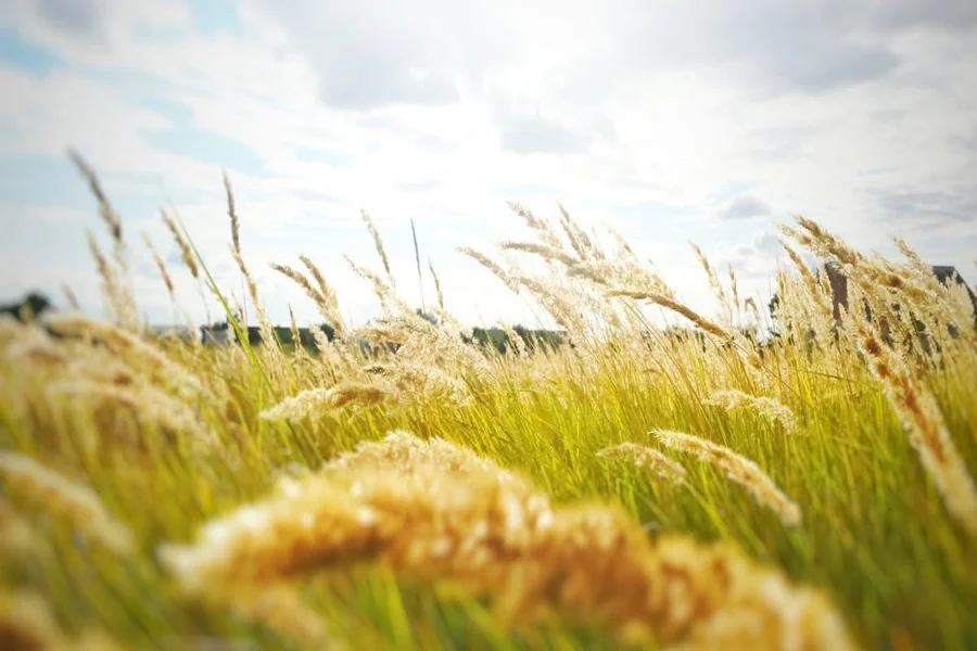 You are currently viewing Summer Grass Seed Tips Every Homeowner Can Use Before the Heat Kicks In