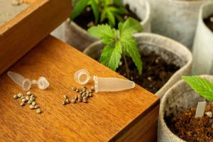 Read more about the article Understanding Cannabis Genetics and Seed Selection in the UK Market