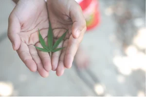Read more about the article The New Cannabis Conversation: From THC to THCA and Beyond