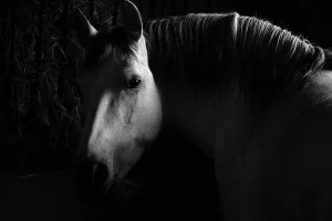 Read more about the article Dark Horse, Neck and Neck, Hands Down: The Horse Racing Phrases That Galloped Into Everyday English